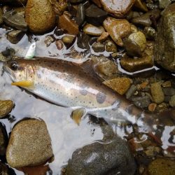 渓流ベイトフィネス第２回戦